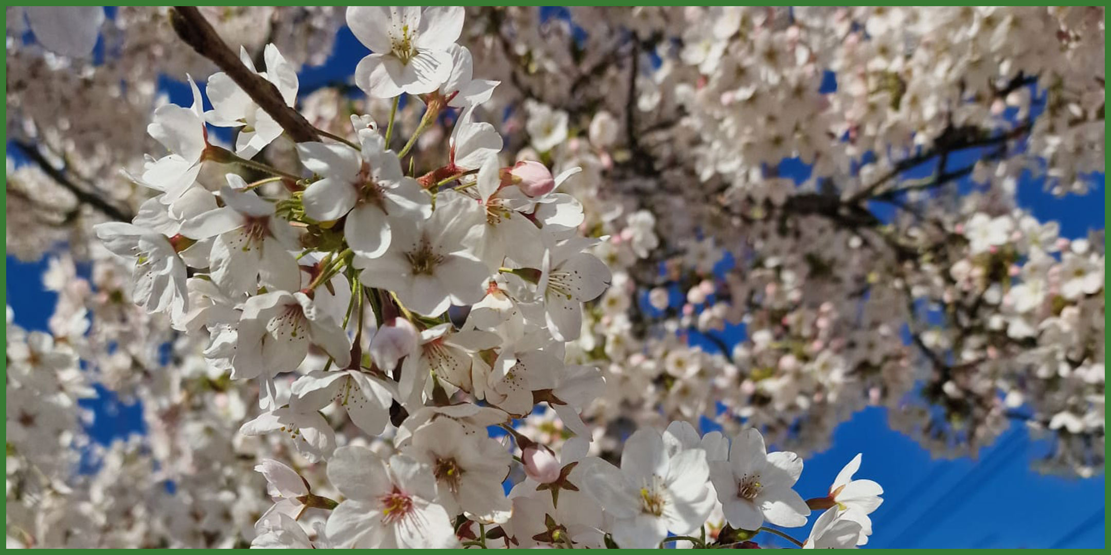 Hanami cherry tree blossom walk with Peter Hasted Thanet Urban Forest